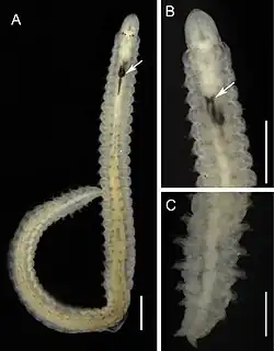 Arabella iricolor