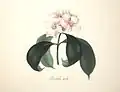 Strophanthus gratus d'abord publié comme Roupellia grata