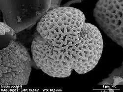Arabis