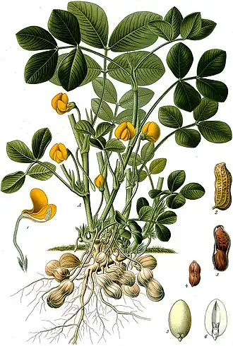 icône décorative