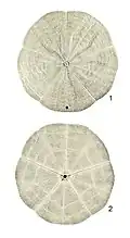 Arachnoides tenuis