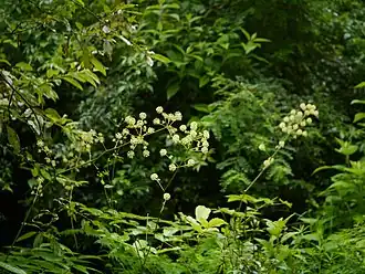 Description de l'image Aralia cachemirica (7864752360).jpg.