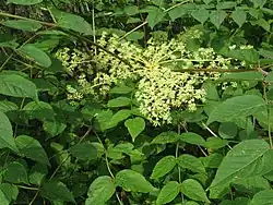Panicule d’ombelles.