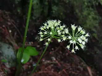 Description de l'image Aralia nudicaulis 001.jpg.