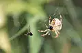 Araignée (Épeire diadème)