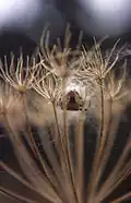 Araignée (Épeire diadème)