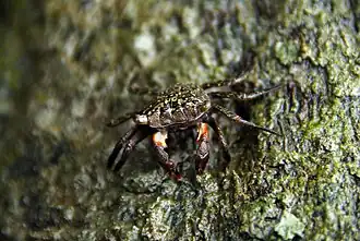 Aratus pisonii