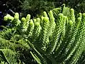 Feuillage d'un arbre mûr