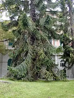 Araucaria bidwillii femelle.