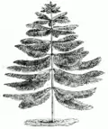 Schéma expliquant l'attache des branches.