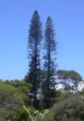 La forme spécifique de colonnes.