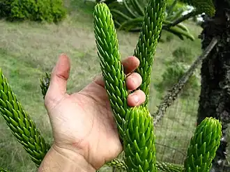 Description de l'image Araucaria rulei.JPG.