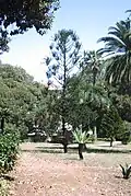Araucaria rulei.