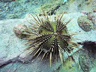 Arbacia dufresnii