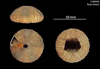 Arbacia punctulata