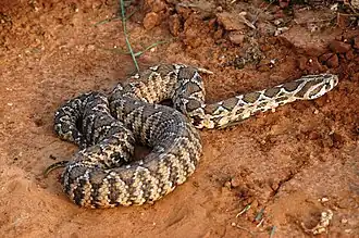 Daboia palaestinae