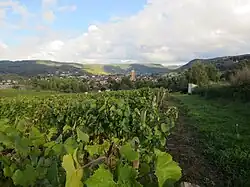 Arbois.