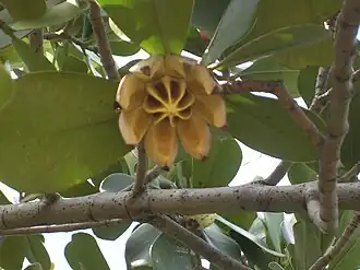 Description de l'image Arbol de Habana.JPG.