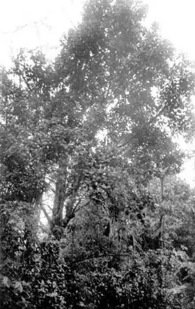 Description de l'image Arbol de jagüilla (Magnolia portoricensis) en Puerto Rico.jpg.
