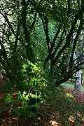 L'arboretum de Montagnac.