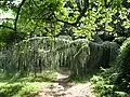 Juniperus horizontalisplanté en 1955.