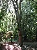 Fagus sylvatica cv. pendulaplanté en 1941.