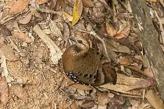 Description de l'image Arborophila cambodiana diversa 133527500.jpg.