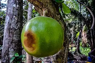 Fruit du calebassier (Crescentia cujete).