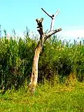 Un arbre sec pendant la saison des pluies dans le parc national. Juillet 2022.