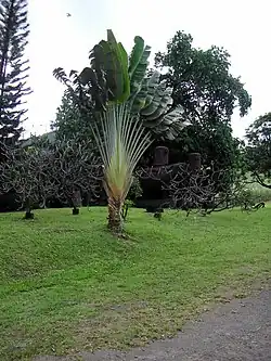 Arbre du voyageur
