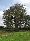 Arbre fétiche dans le musée Akaba Idena