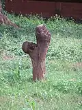 Arbre fétiche du musée Akaba Idena