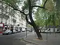 Arbre penché.