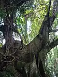 Arbre près de la cascade de la Coulisse.