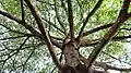 Arbre_zoo_de_mvog_betsi