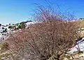 Eglantier du plateau des Huerris.