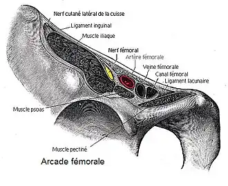 Le canal inguinal