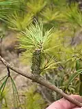 Branche parasitée par l'Arceuthobium minutissimum (en).