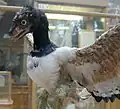Archaeopteryx (Theropoda)