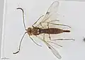 Archaeoteleia chambersi.