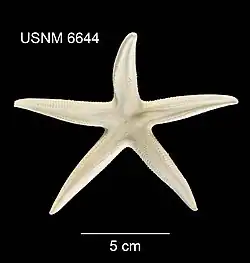 Bathybiaster vexillifer.