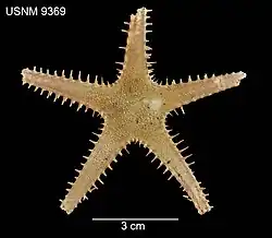 Cheiraster sepitus (USNM)