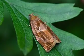 Description de l'image Archips xylosteana-02 (xndr).jpg.