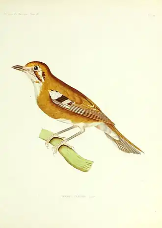 Description de l'image Archives du Muséum d'Histoire Naturelle, Paris (19929628990).jpg.