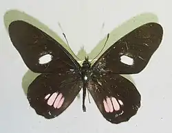 A. b. tereas