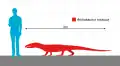 Comparaison des tailles.