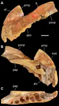 PIN 1100/55, prémaxillaire gauche de l'holotype.