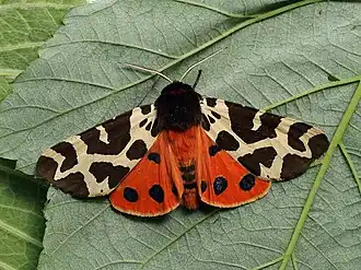 Imago, vue dorsale.