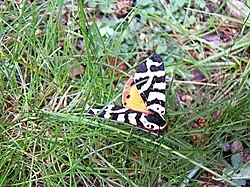 Papillon.