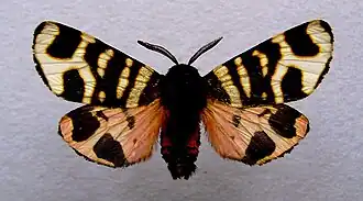Écaille rose(Arctia festiva)